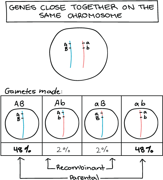 Diagram (1168x611), Png Download