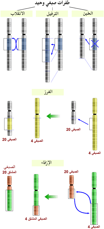 Chromosomal Mutations (377x768), Png Download