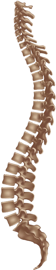 Spine Disorders Are Divided Into - 7 Und 8 Wirbel (500x900), Png Download