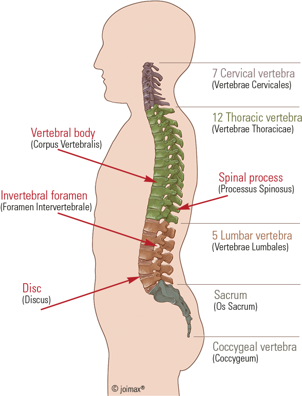 Below, Follow The Sacrum And Coccyx Built Up From A - Diagram (600x800), Png Download