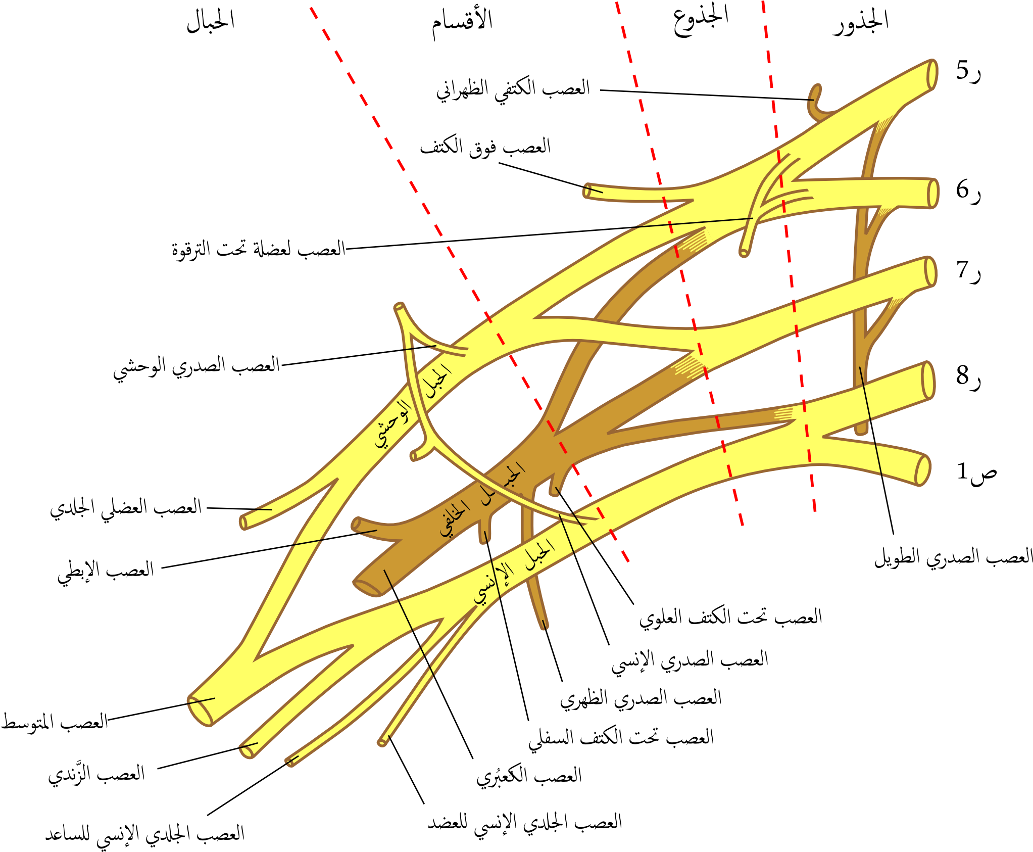 Brachial Plexus 2-2 - Brachial Plexus (2044x1700), Png Download