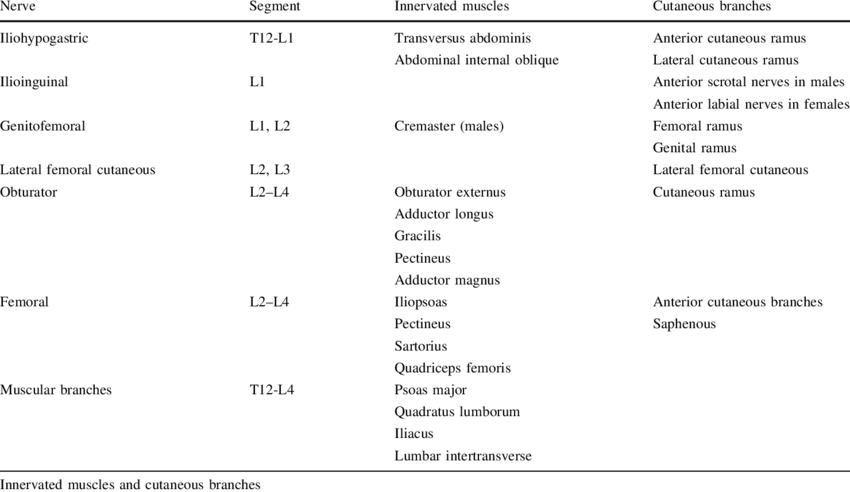 Lumbar Plexus (850x492), Png Download