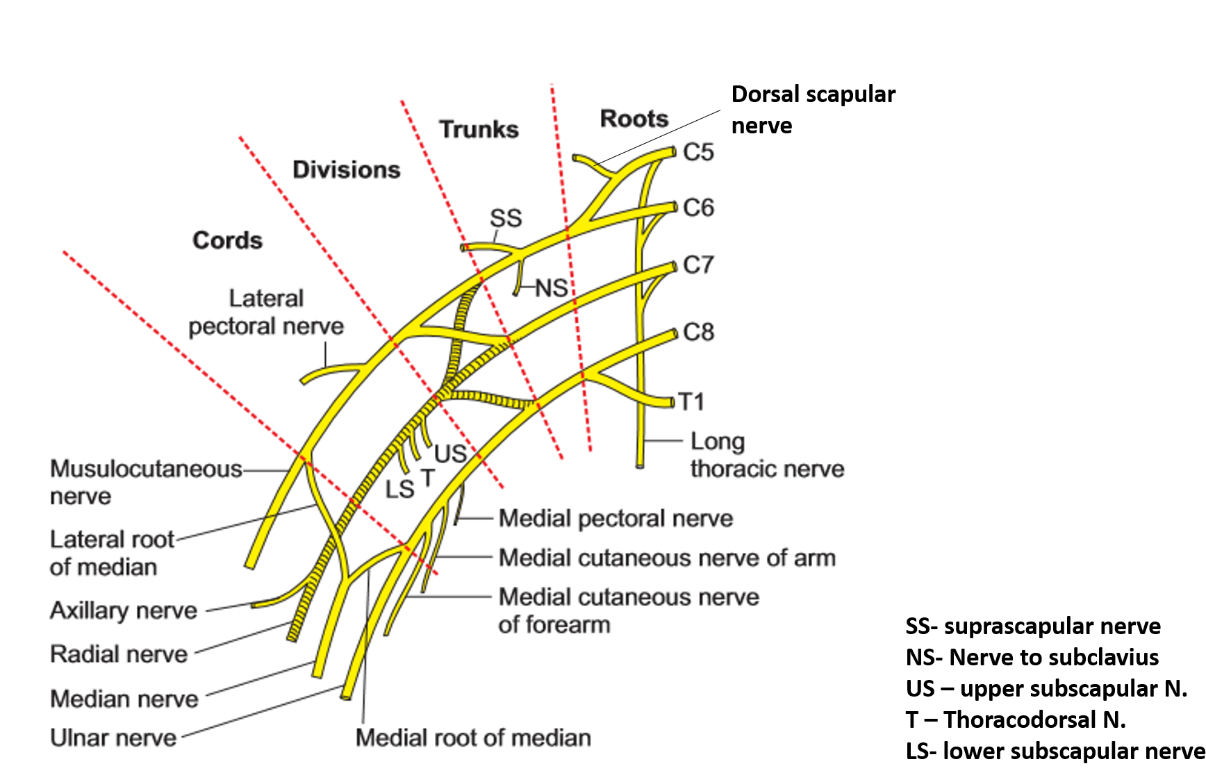 Brachial Plexus On Transparent (1758x1203), Png Download
