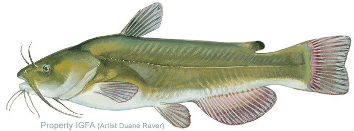 Green Bullhead Catfish (720x267), Png Download
