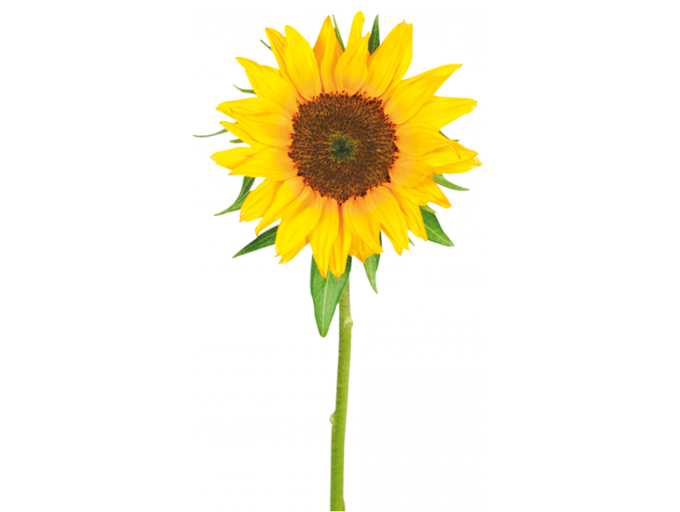 Girasol2 - Tagalog Name Of Sunflower (960x960), Png Download