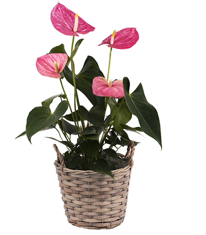Anthurium Rosa - Plants (480x480), Png Download