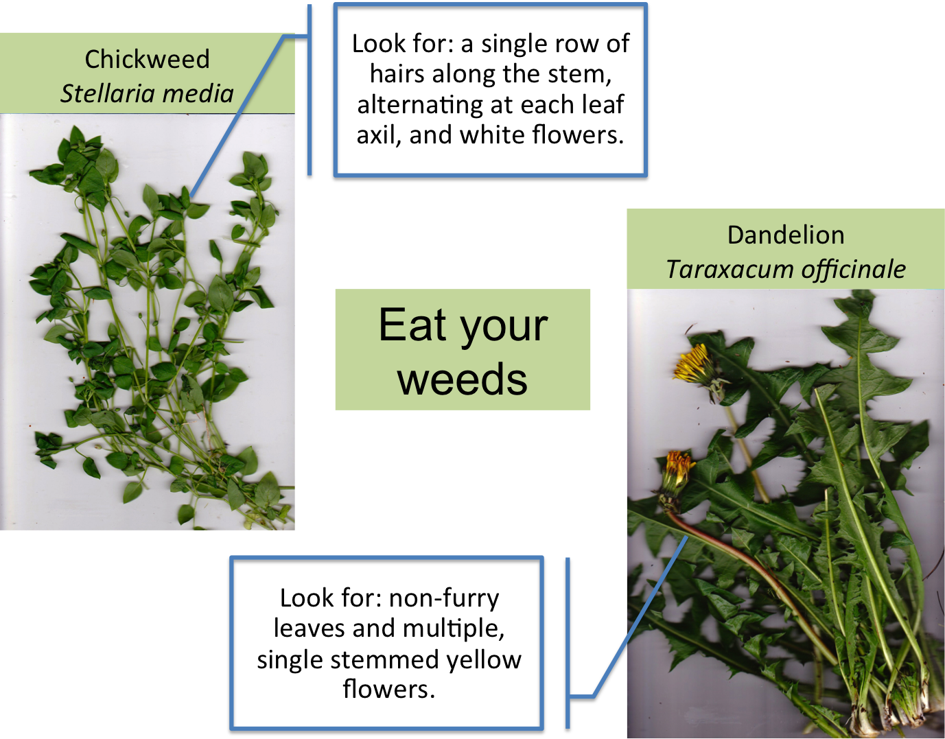 Eat Your Weeds (1377x1077), Png Download