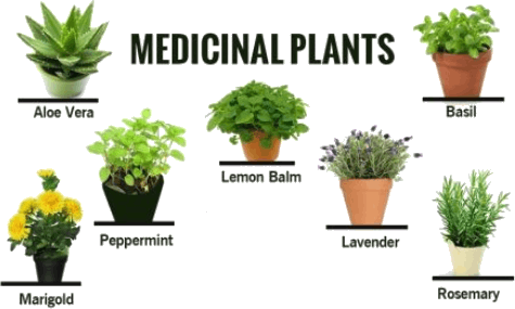 Medicinal Plants In Kerala (475x285), Png Download