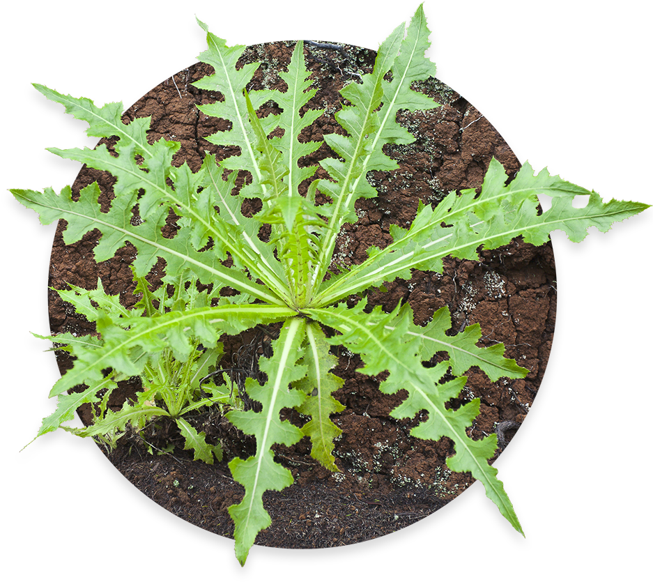 Weed Removal - Daun Tempuyung (1000x1000), Png Download