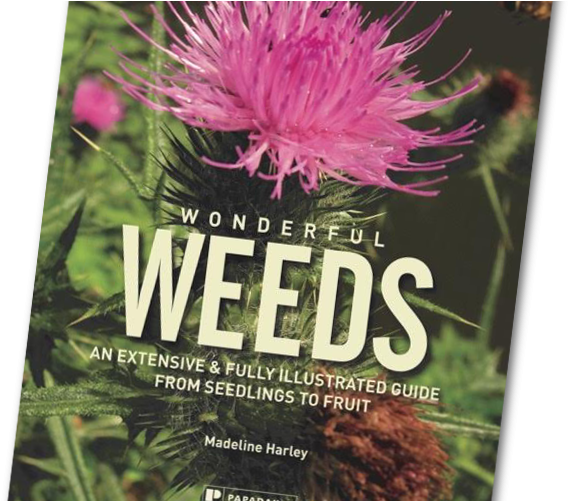 Wonderful Weeds - Wonderful Weeds By Madeline Harley (643x500), Png Download