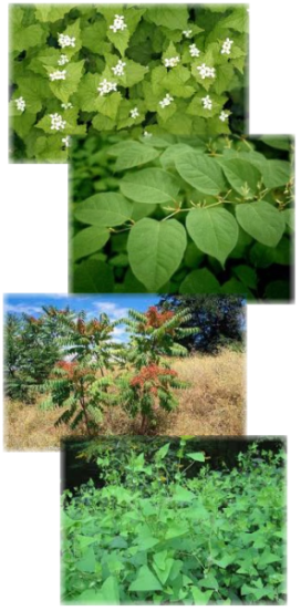 Pictured From Top To Bottom - Mile A Minute Vine (272x552), Png Download