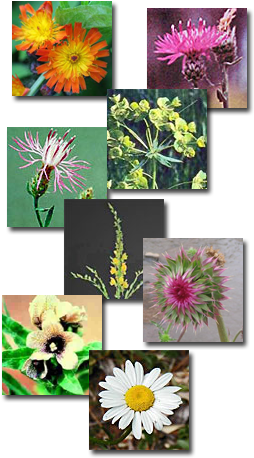 Coalition For The Upper South Platte Weed Reporting - Cannabis (268x471), Png Download