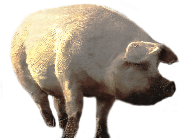 Free Png Dirty Pig Walking Png Images Transparent - Portable Network Graphics (850x638), Png Download
