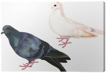 Cuadro En Lienzo Palomas Blancas Y Negras Aisladas - White (400x400), Png Download