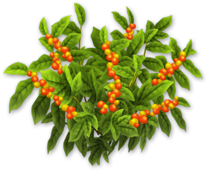 Coffee Bush Harvest 3 - Bird's Eye Chili (427x427), Png Download