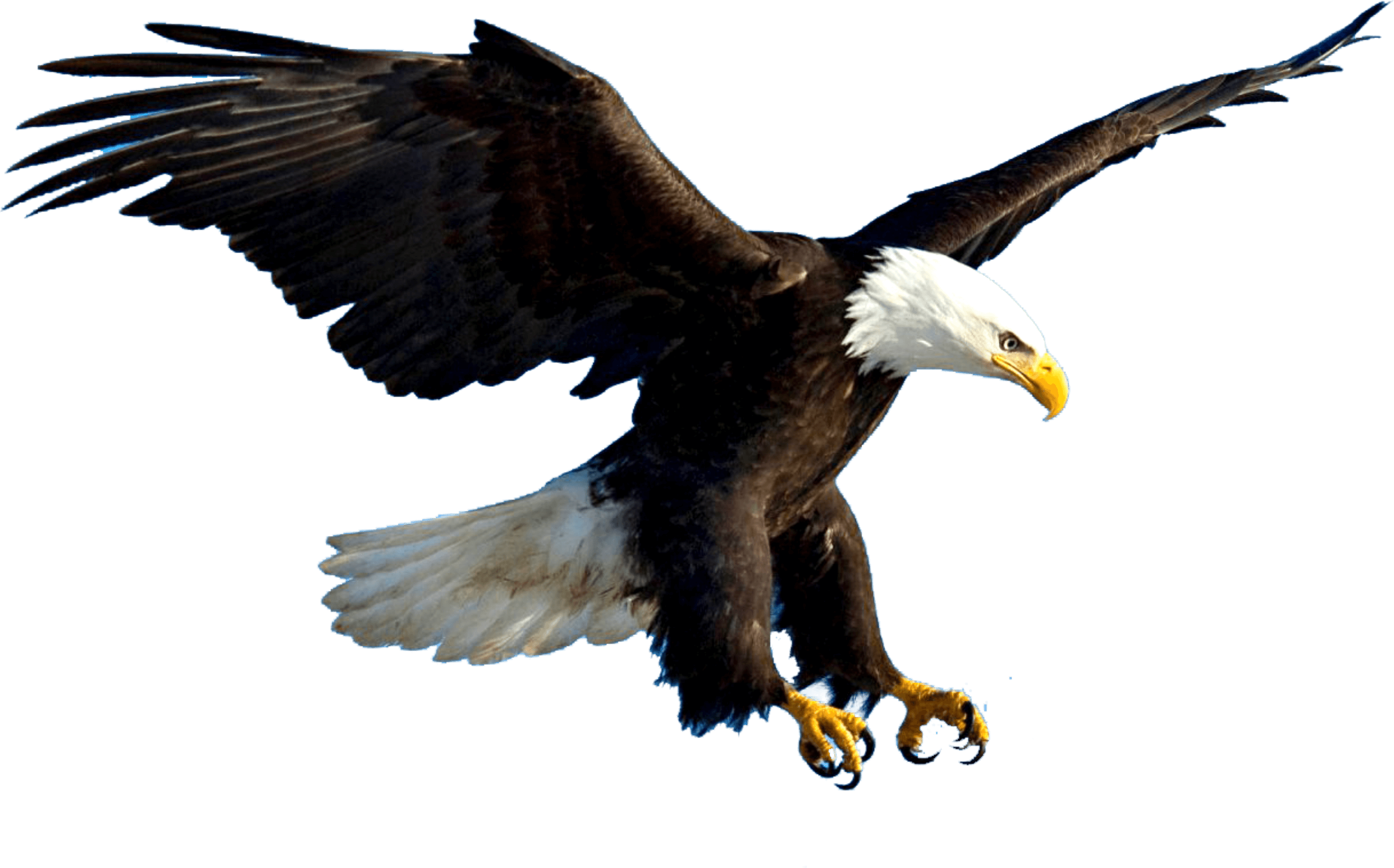 Aguila - Eagle Flying Psd (3139x1956), Png Download