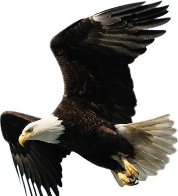 Aguila De La Universidad Tecnologica (365x401), Png Download