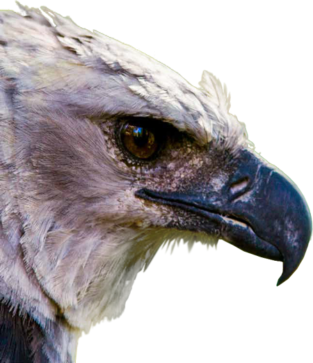 El Águila Harpía Es El Ave Rapaz Más Grande Y Poderosa - Aguila Arpia Panama Png (450x522), Png Download