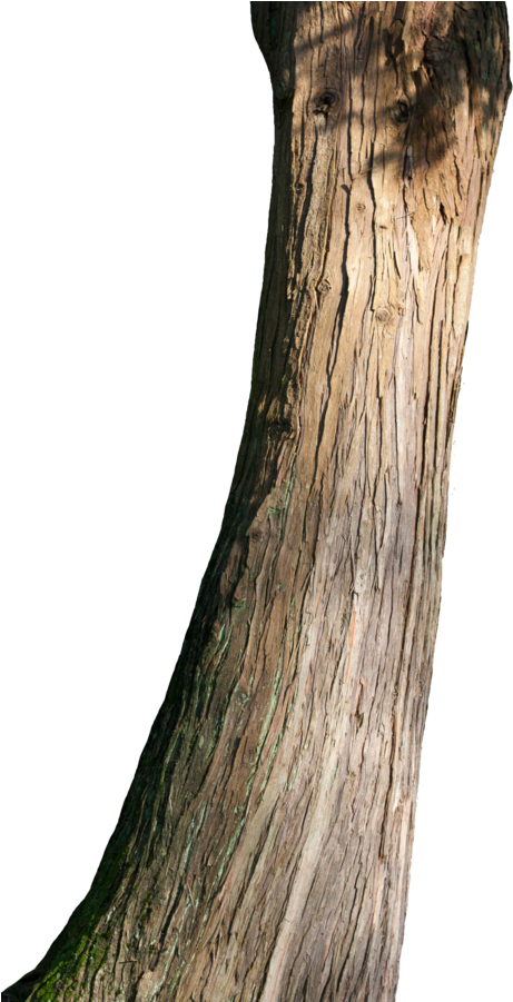 Png Tree Trunk Transparent Tree Trunk - Tree Trunk Png (600x900), Png Download