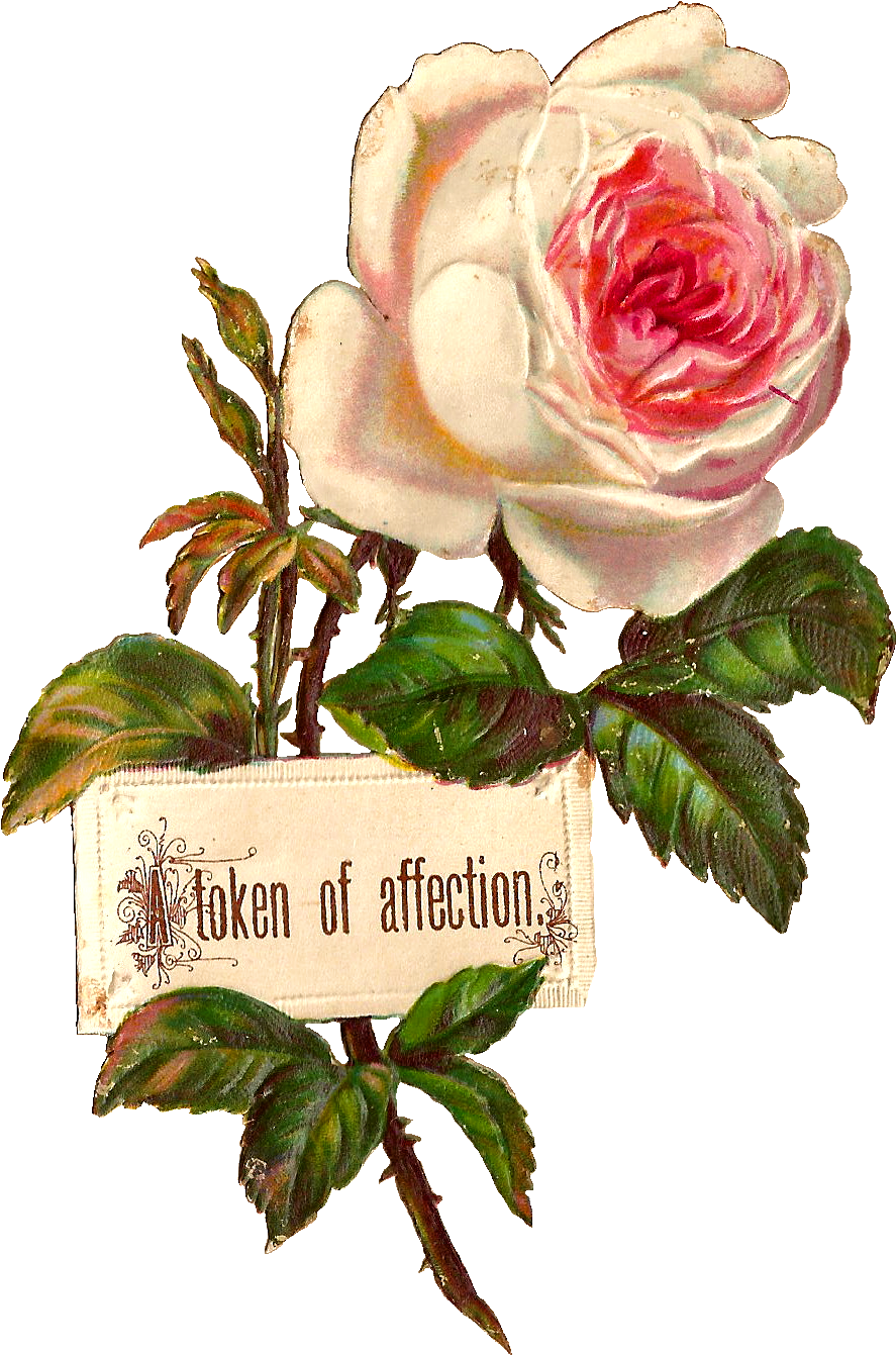 Antique Images Printable White Rose Label Design Blank - Blank Rose (1043x1474), Png Download