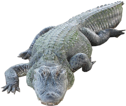 Crocodile Png (445x355), Png Download
