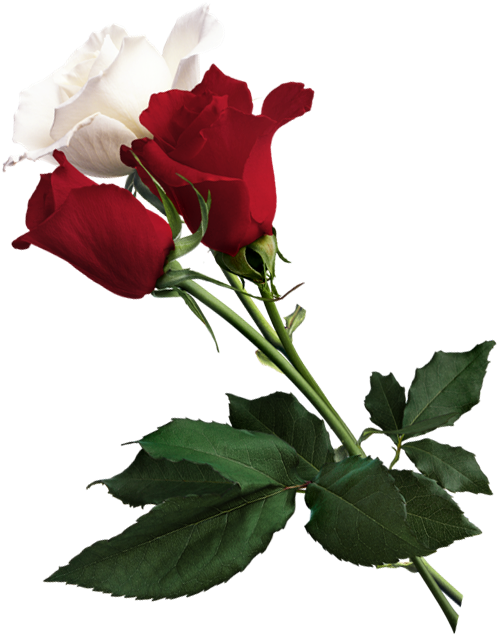 White Rose Clipart Red Rose - White And Red Rose Png (540x667), Png Download