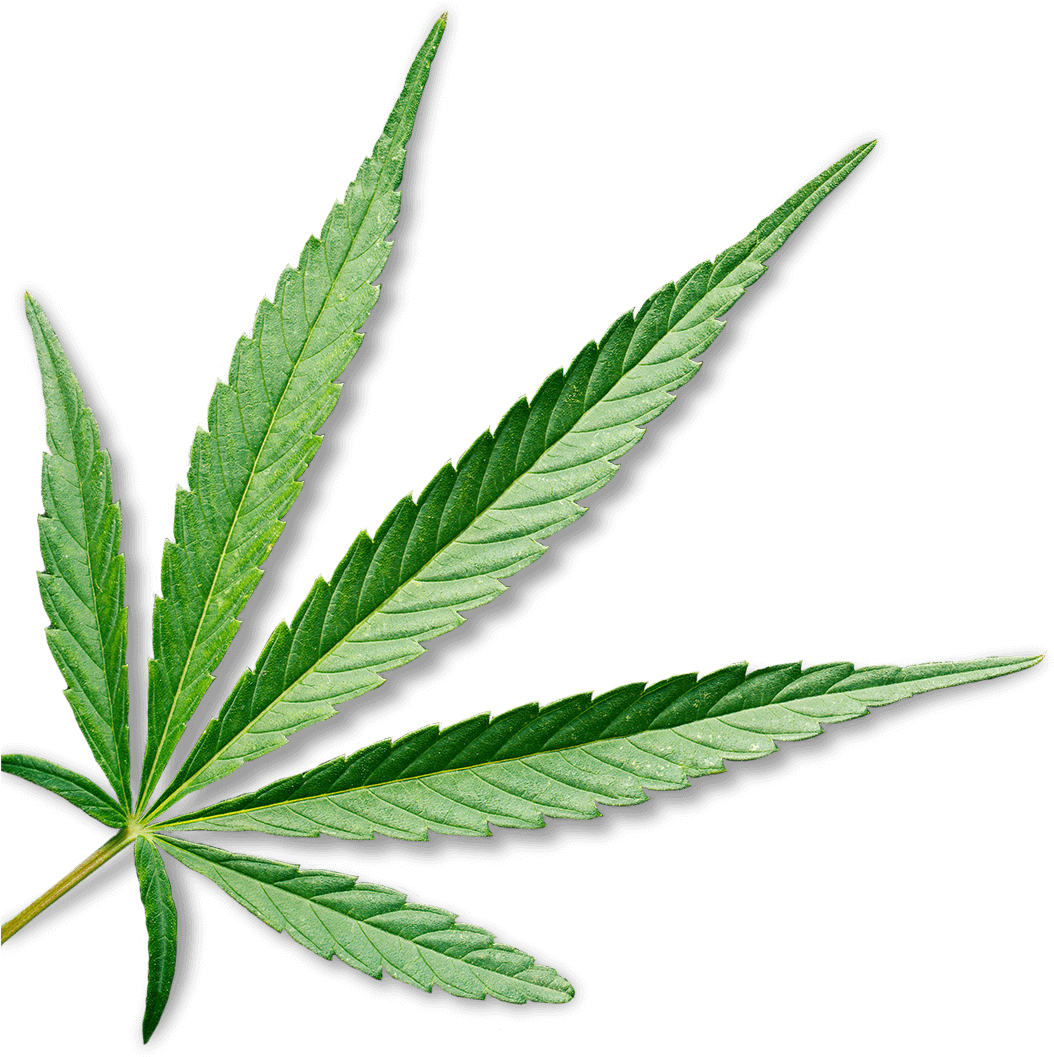 Marijuana - Cannabis Leaf Transparent Background (1920x1281), Png Download