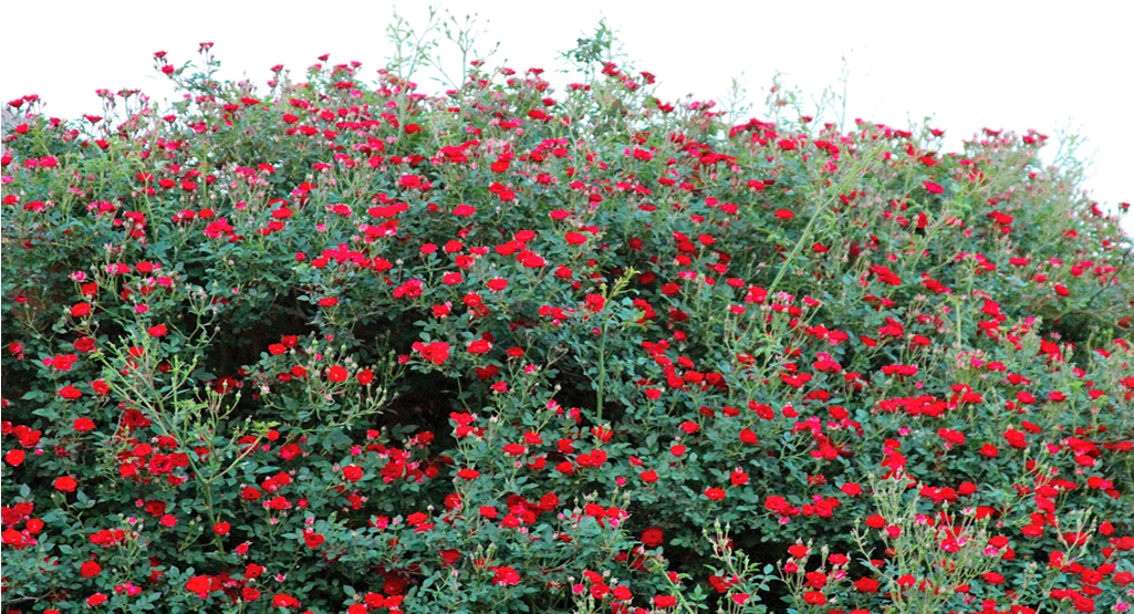 Flower Png Transparent Use Free By Theartist - Flower Bed Transparent Background (1024x853), Png Download