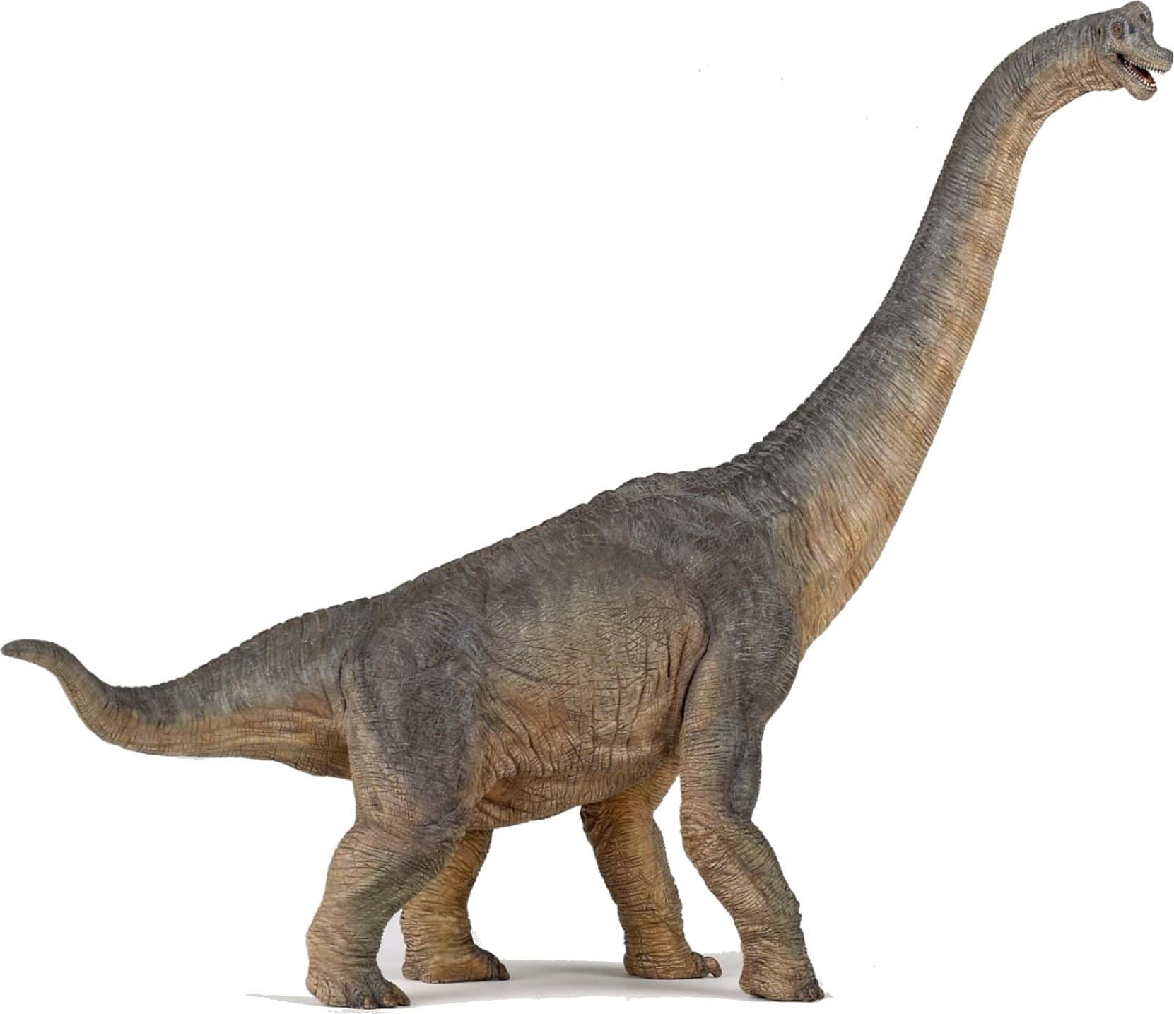 Dinosaurs Png Photo - Papo Dinosaurs - Brachiosaurus 55030 (1661x1435), Png Download