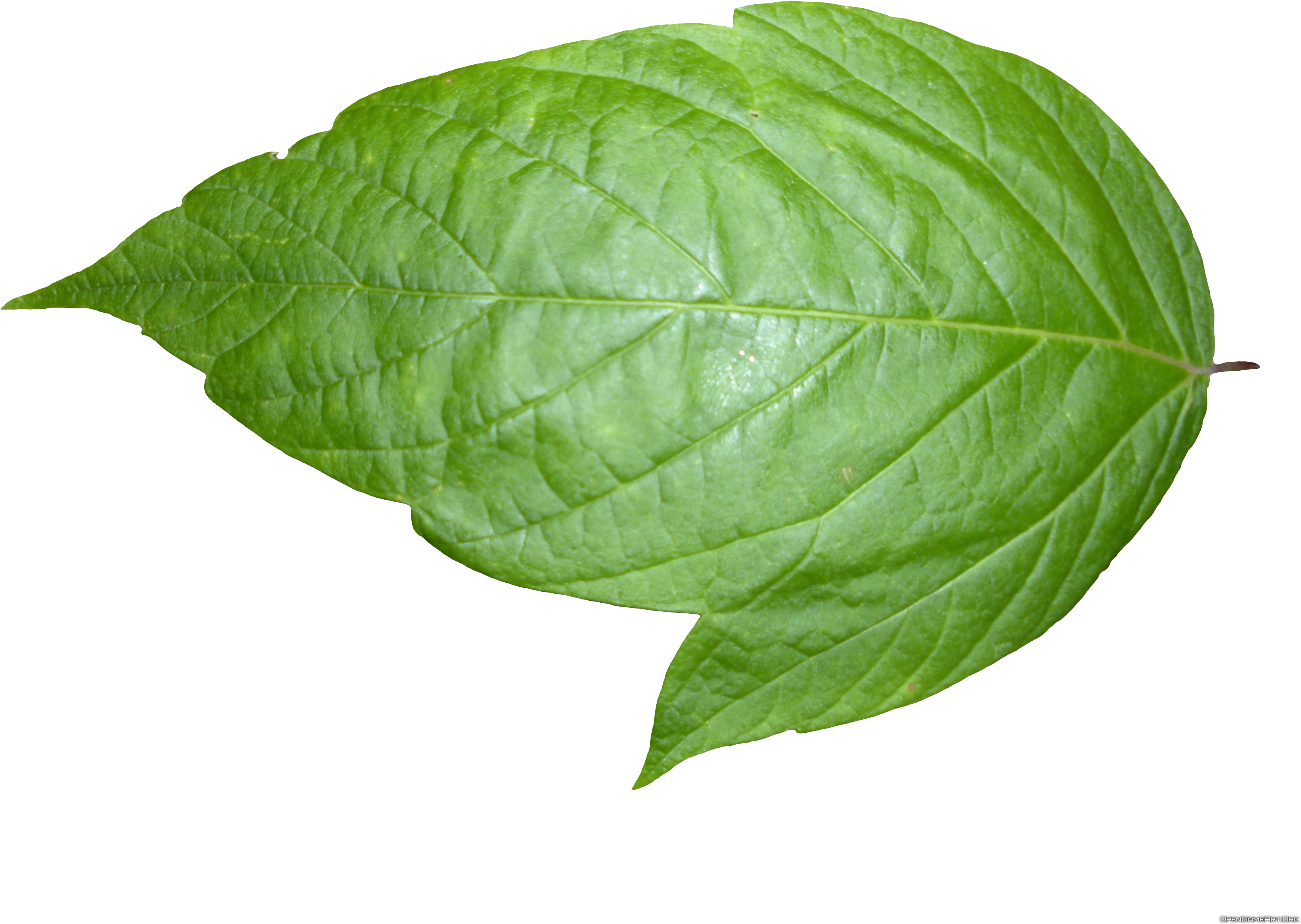 Weed Leaf Transparent Background Download - Leaf Transparent Background (3648x2736), Png Download