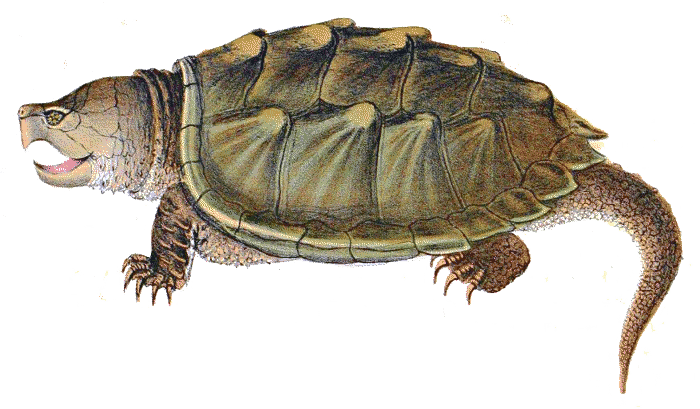 Snapping Turtle Png Image - Snapping Turtle Png (700x409), Png Download