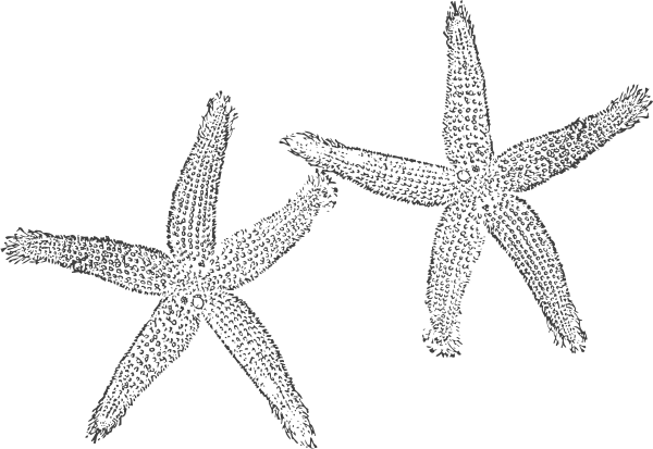 Starfish Vector Black And White - White Starfish Clip Art (600x413), Png Download