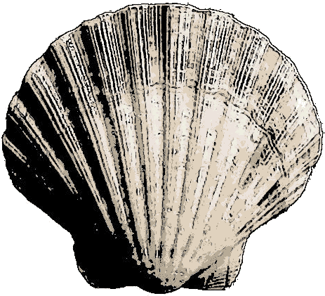 Bivalve Sea Shell - Sea Shell (473x436), Png Download