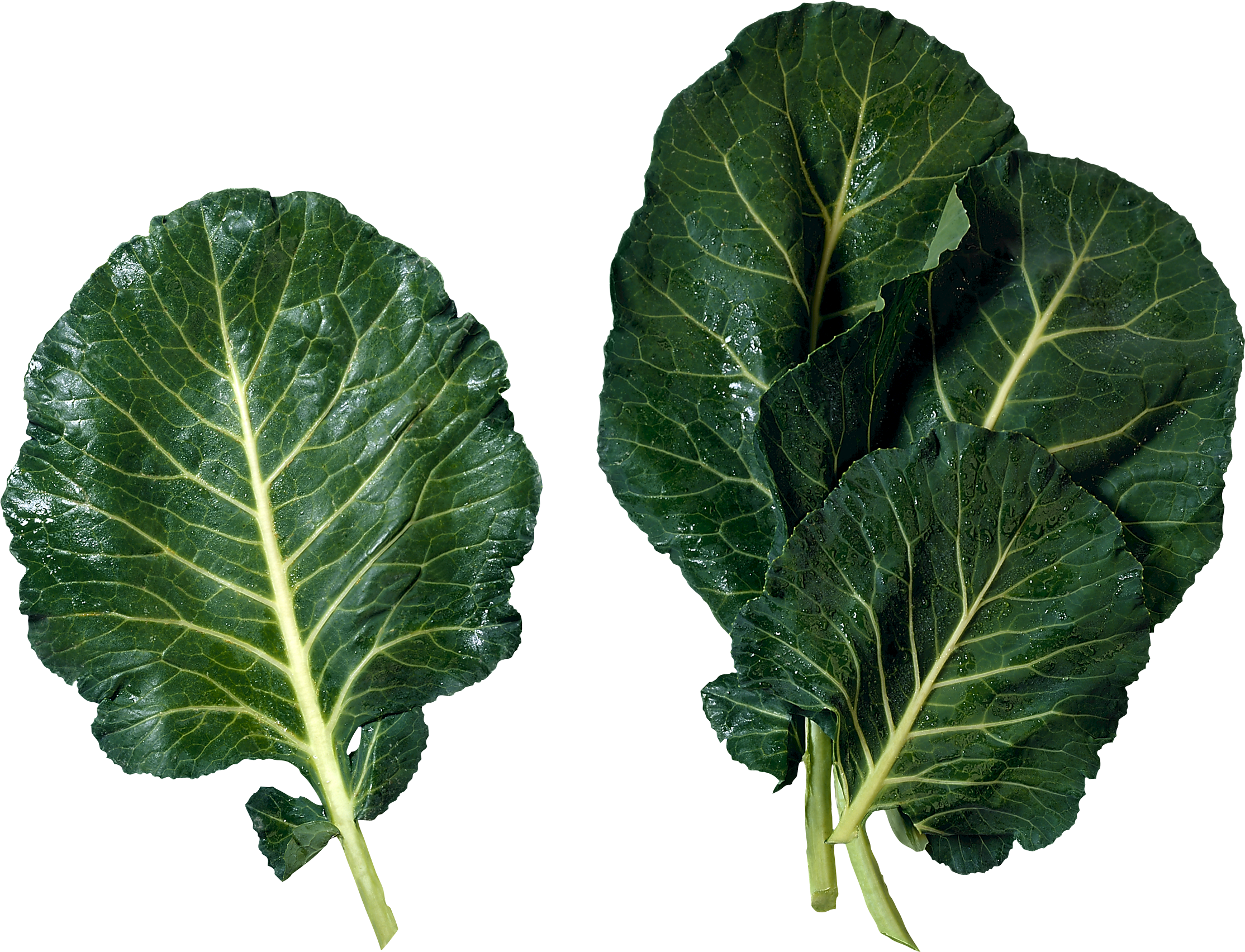 Lettuce Clipart Collard Greens - Collard Greens (2228x1704), Png Download