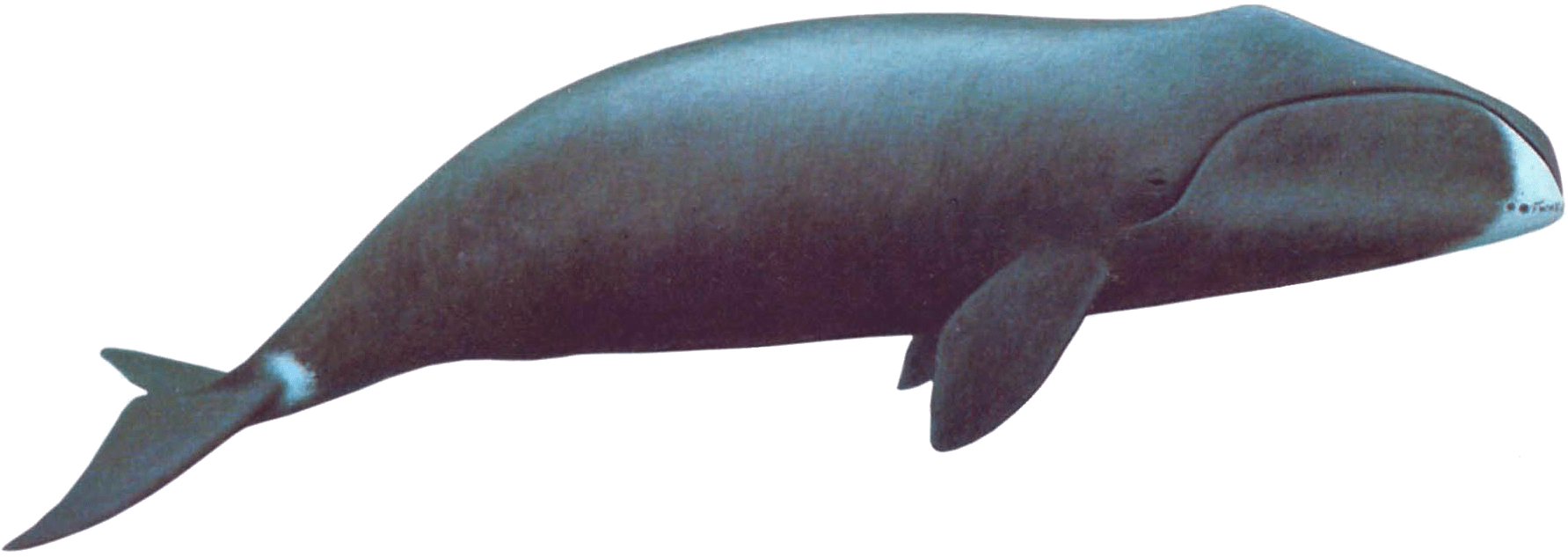 Bowhead Whale - Whale Transparent (1800x668), Png Download
