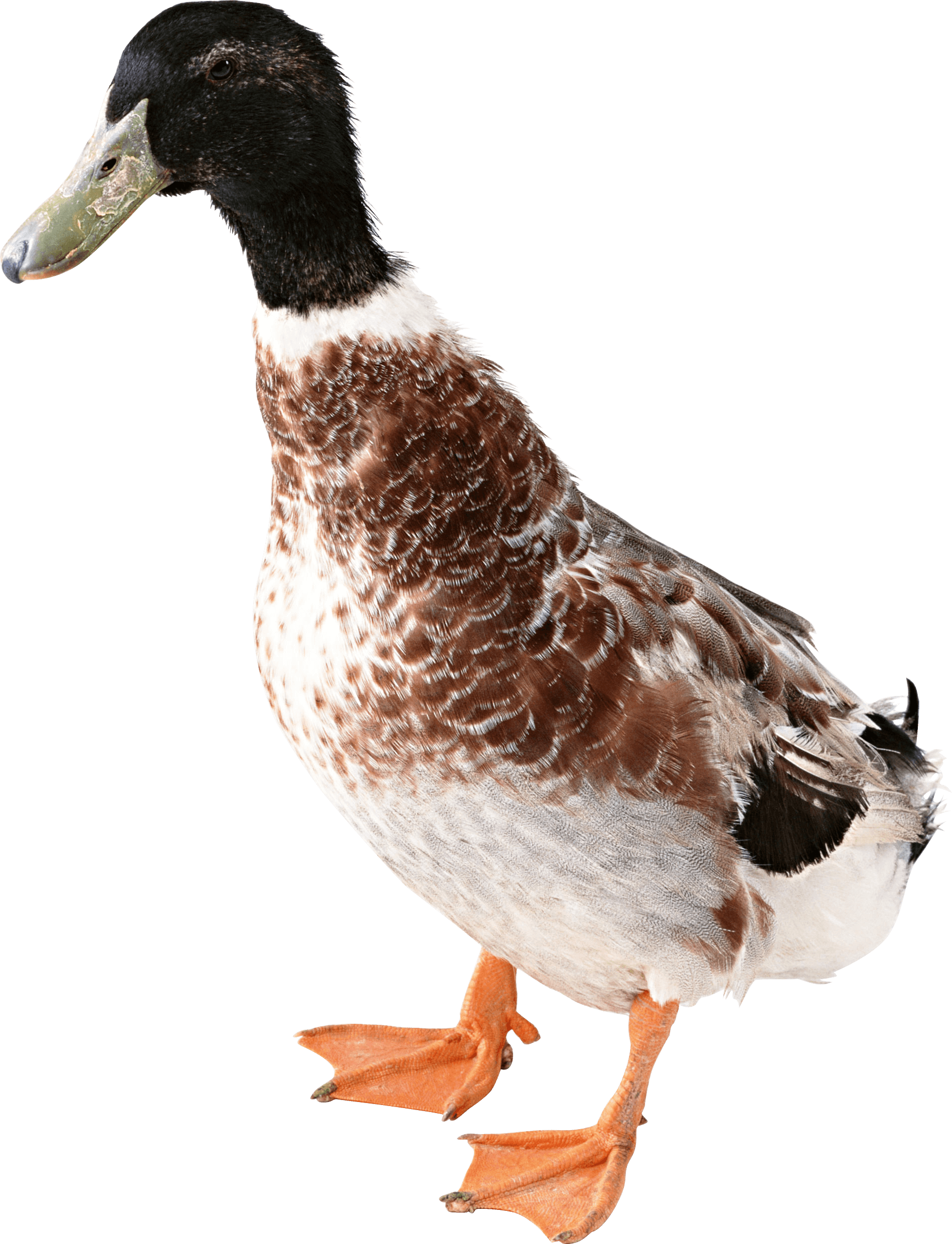Killzone Clipart Duck - Duck Png (1898x2480), Png Download