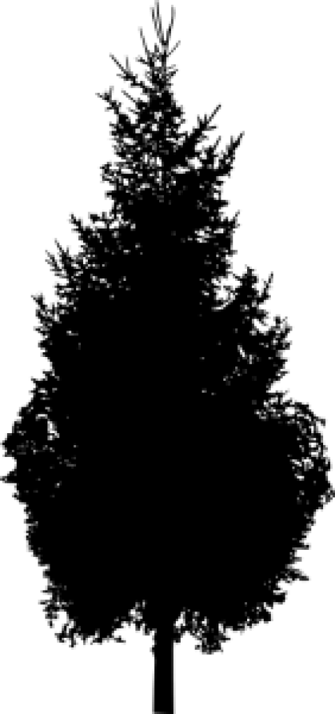 Free Png Pine Tree Silhouette Png Images Transparent - Pine Tree Silhouette Png (480x1022), Png Download