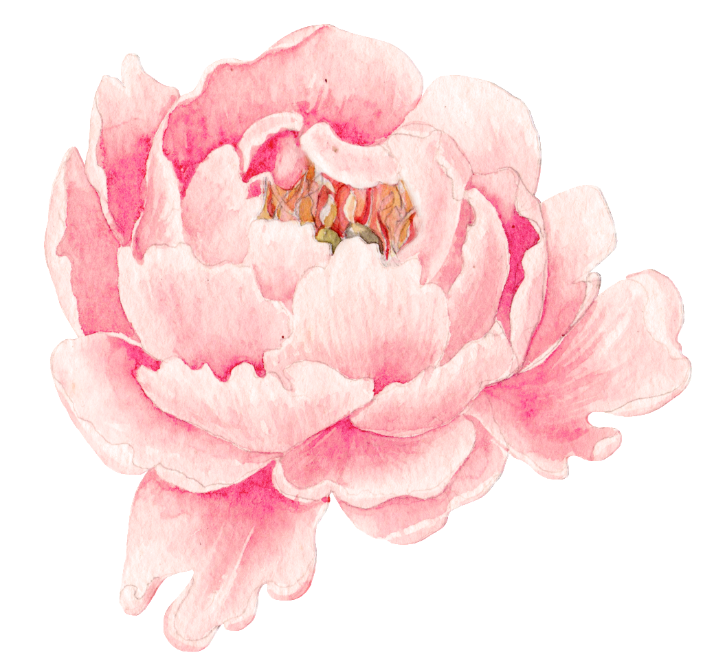 This Graphics Is Pink Peony Flower Transparent Png - 牡丹 水彩 (1024x982), Png Download