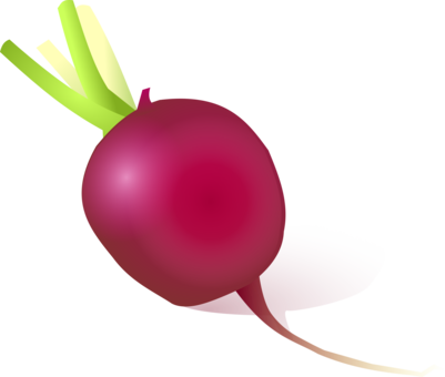 Vegetable Daikon Onion Eating Turnip - Cartoon Radish Png (401x340), Png Download