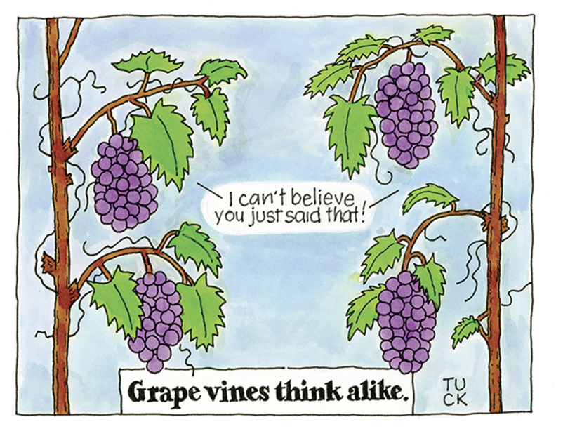 Grape Vines (1000x666), Png Download