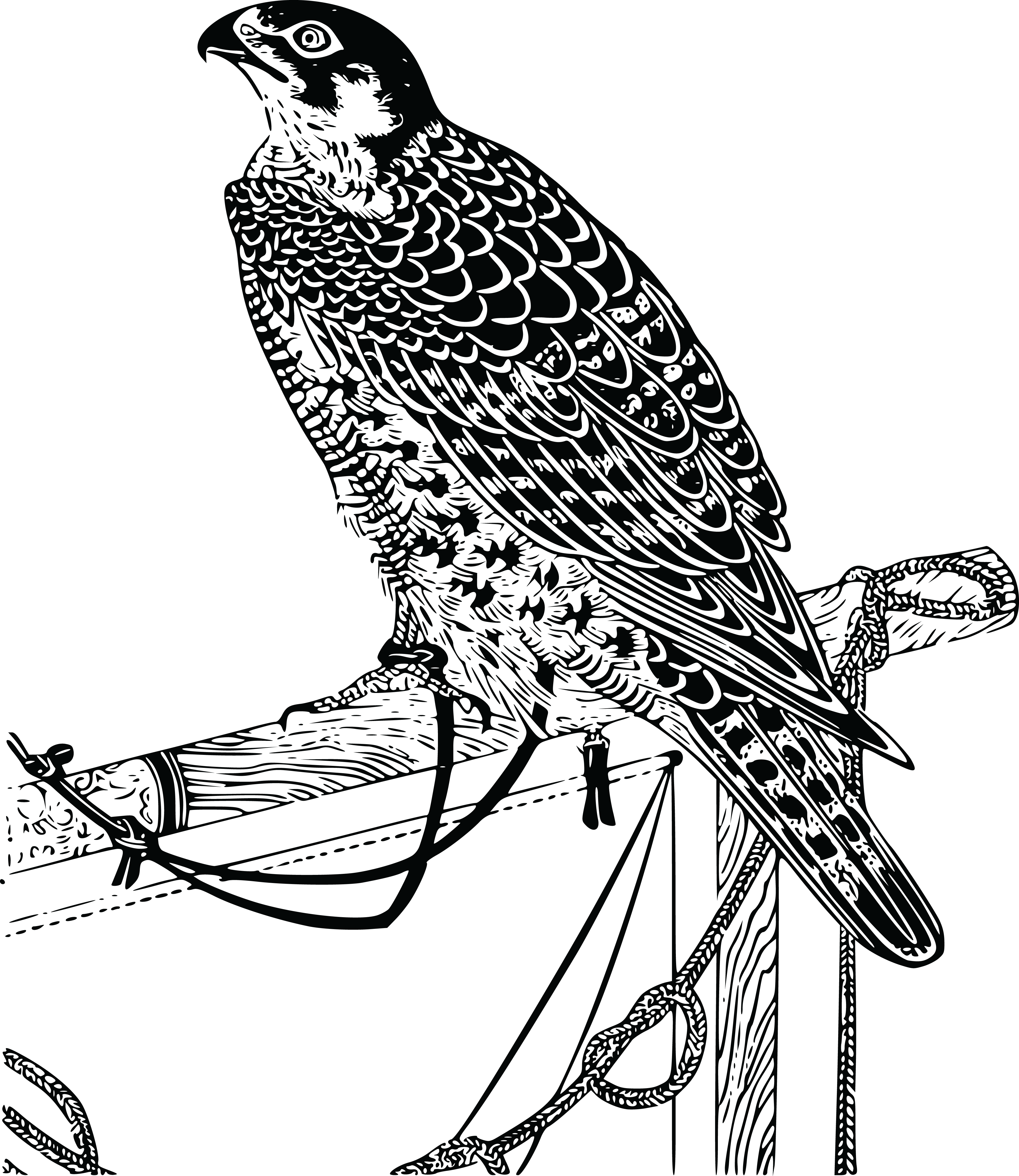 Cooper's Hawk Clipart Falcon - Falcon Free Bird Drawing (4000x4616), Png Download
