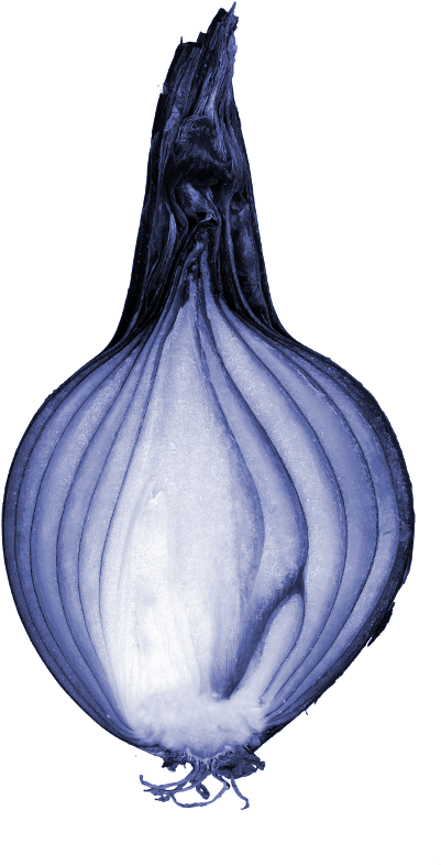 File - Blueonioncut - Vegetative Reproduction In Onion (800x800), Png Download
