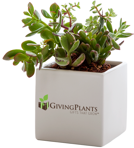 Giving Plants Can Put Your Corporate Logo On Your Gift - Branded Desk Plant (490x528), Png Download