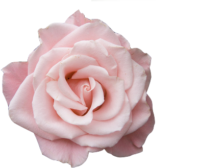 Transparent Tumblr Pictures - Pale Pink Roses Png (500x333), Png Download