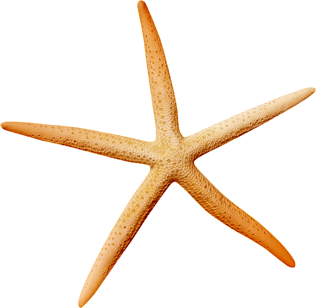 Star Fish Icon (1024x998), Png Download