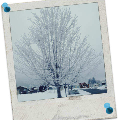 One Of The Major Winter Weather Phenomenons That We - Lake Chelan Homewatch (480x480), Png Download