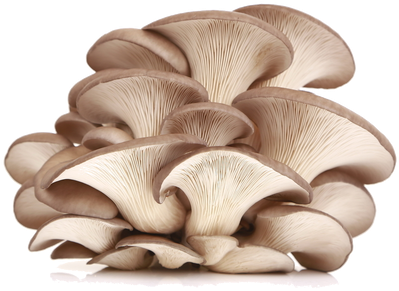 Oysterís Name Refers To The Broad Oyster Shaped Caps - Oyster Mushroom Powder Benefits (498x347), Png Download