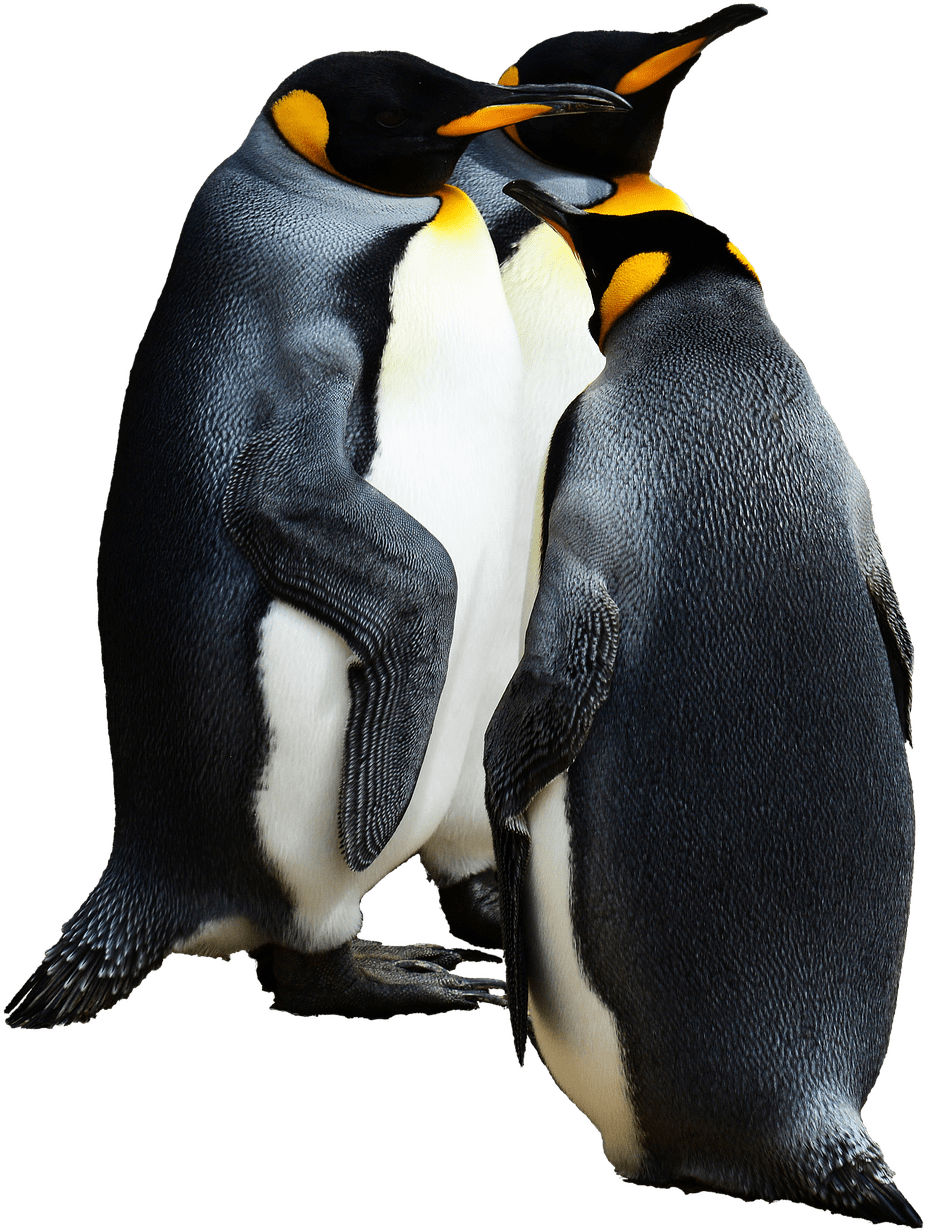 Image - Transparent Background Emperor Penguins Png (567x720), Png Download