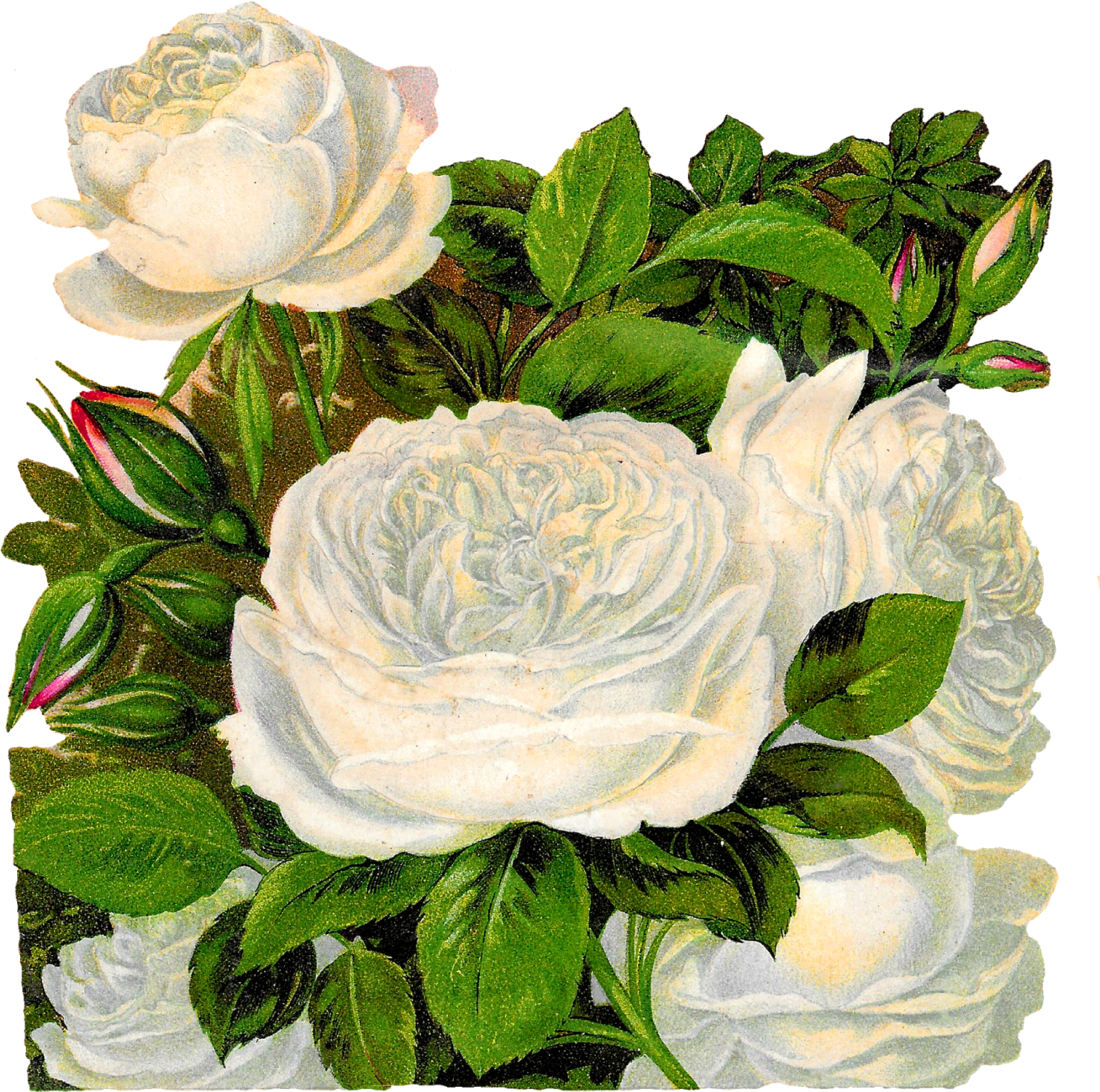 White Rose Clipart 4 White - Clip Art (1547x1600), Png Download