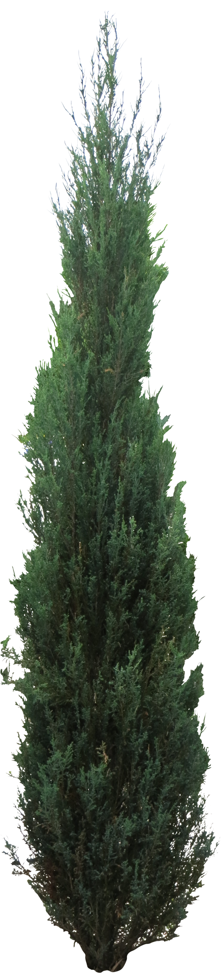 Pine Tree Clipart Juniper Tree (3774x3774), Png Download